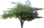 Jamaican Cherry